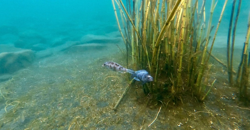 Ophthalmotilapia sp. 'whitecap' Mabilibili Bay